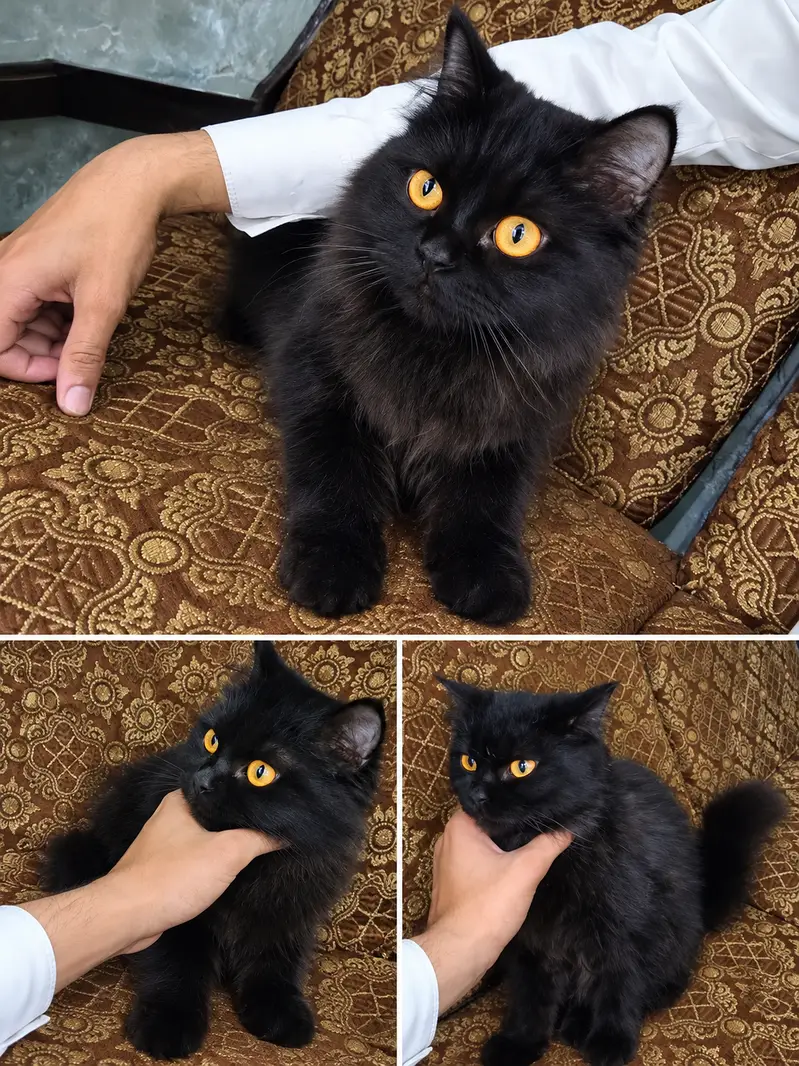 Beautiful black fluffy cat with golden eyes. — photo 2
