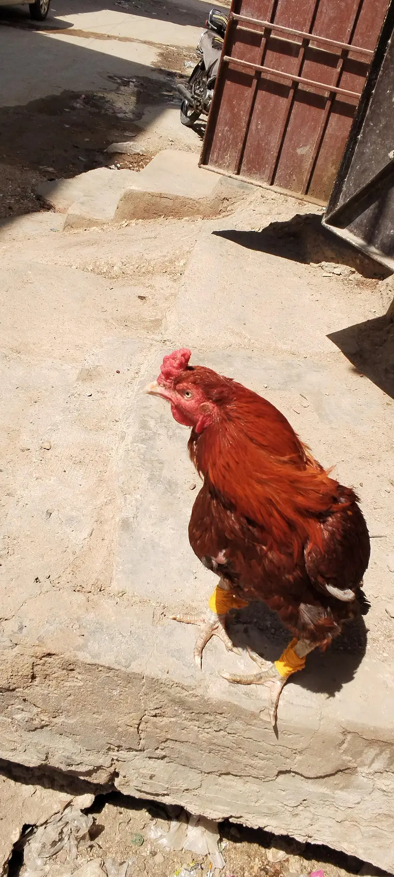 pure aseel breed guaranteed breeder choras nalli high quality bird