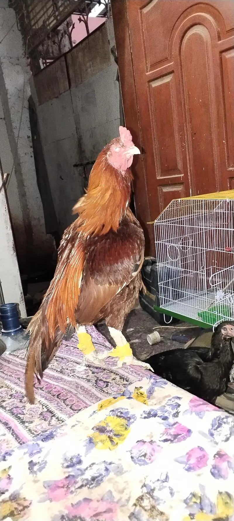 pure aseel breed guaranteed breeder choras nalli high quality bird — photo 2