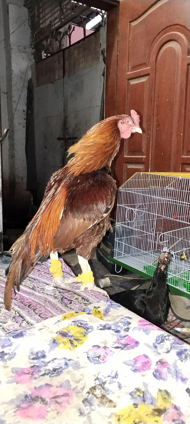 pure aseel breed guaranteed breeder choras nalli high quality bird — photo 3