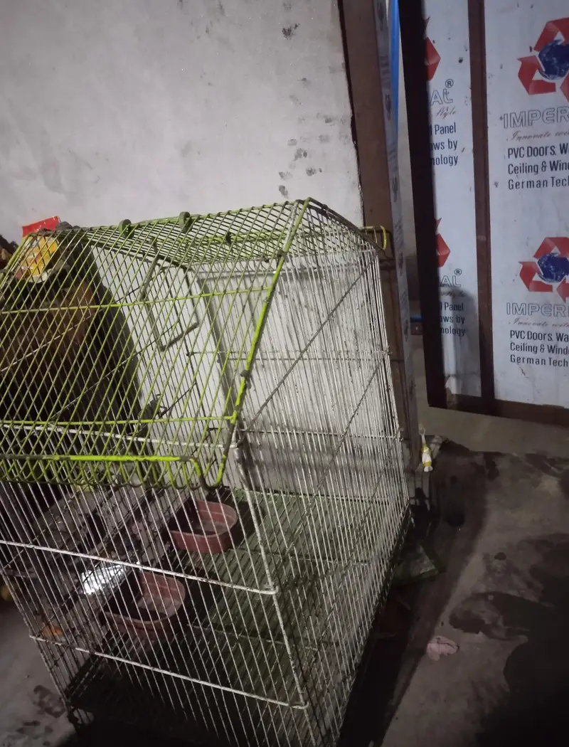 Cage for Parrots and Chiks Pigeon — photo 3