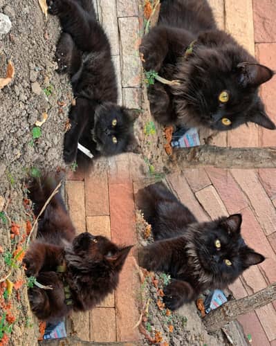 Persian cat