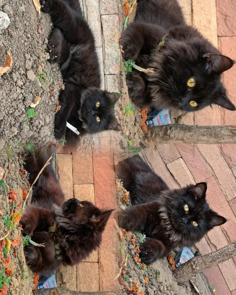 Persian cat