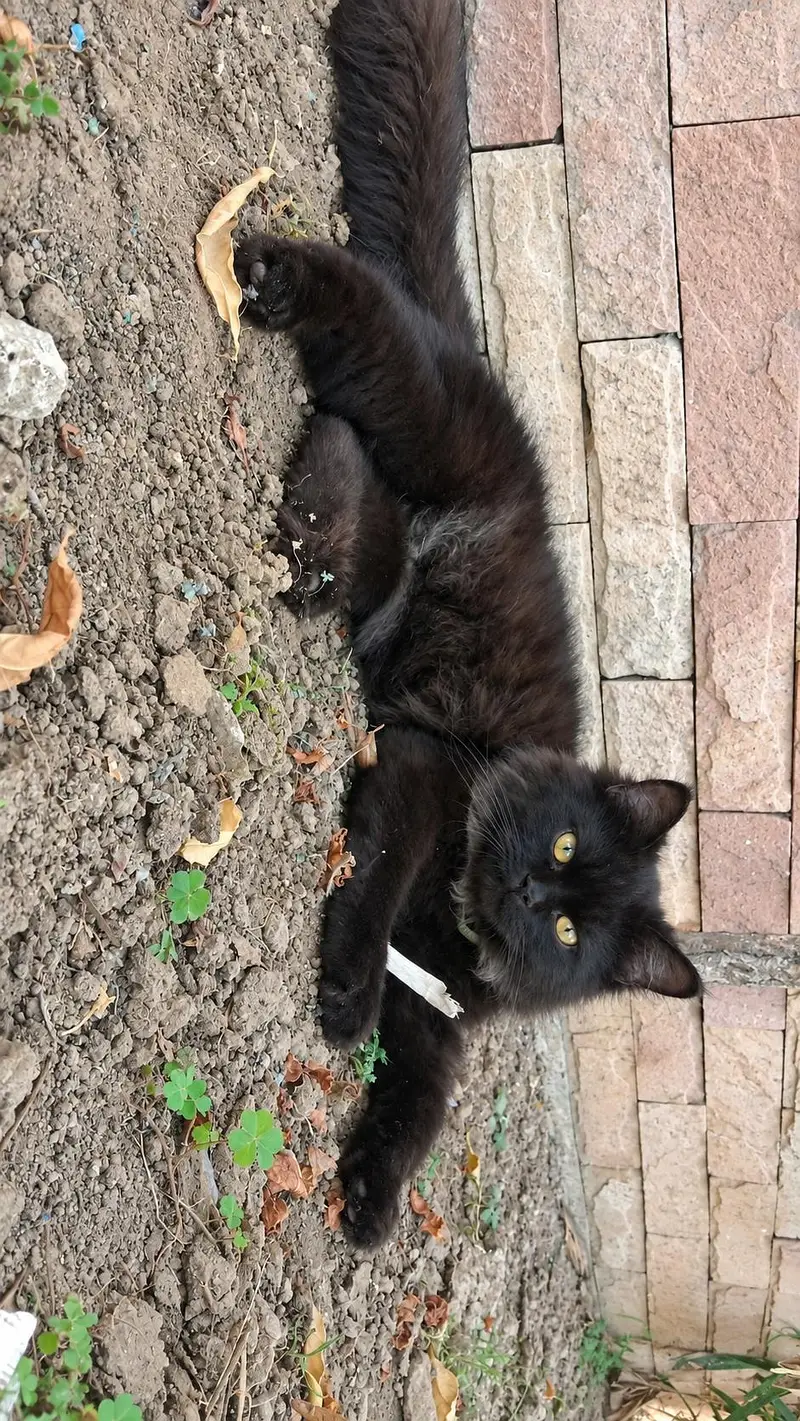 Persian cat — photo 2