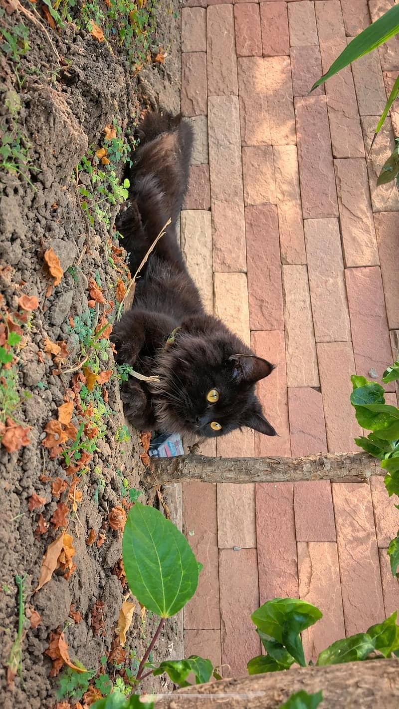 Persian cat 2