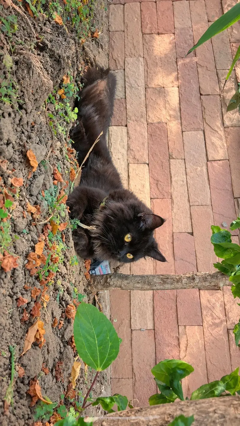 Persian cat — photo 3