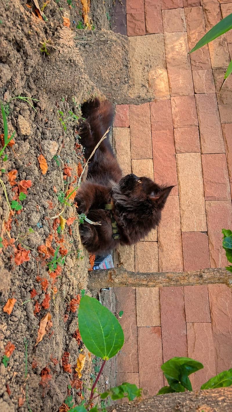 Persian cat 3