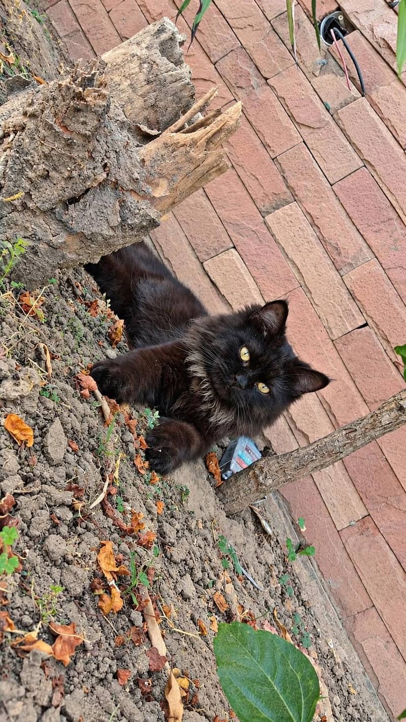 Persian cat 4
