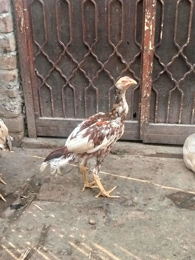 haldi hai paison ki jarurat hai tang na Karo Lene wale cell kera