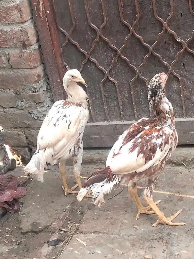 haldi hai paison ki jarurat hai tang na Karo Lene wale cell kera — photo 2