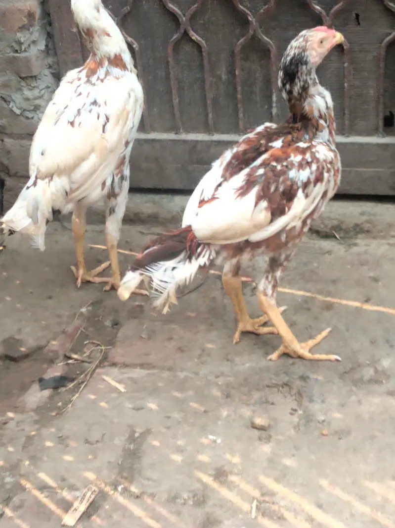 haldi hai paison ki jarurat hai tang na Karo Lene wale cell kera — photo 4