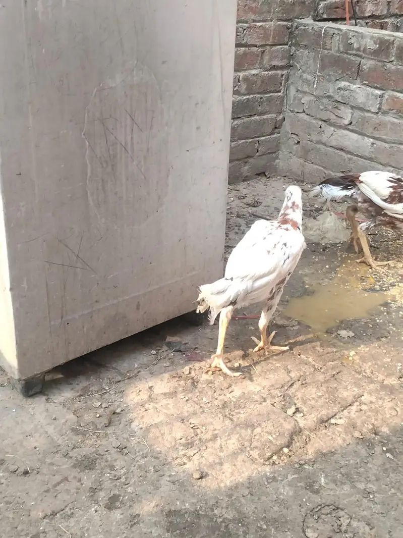 haldi hai paison ki jarurat hai tang na Karo Lene wale cell kera — photo 5