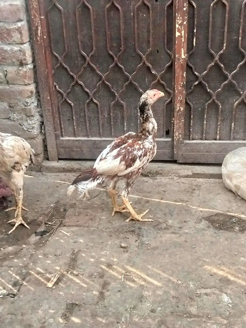 haldi hai paison ki jarurat hai tang na Karo Lene wale cell kera — photo 6