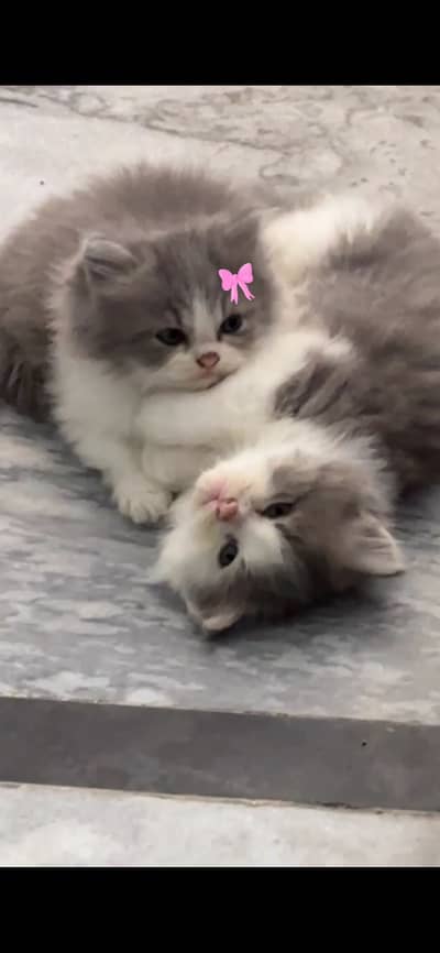 Two tone Persian kittens for sale