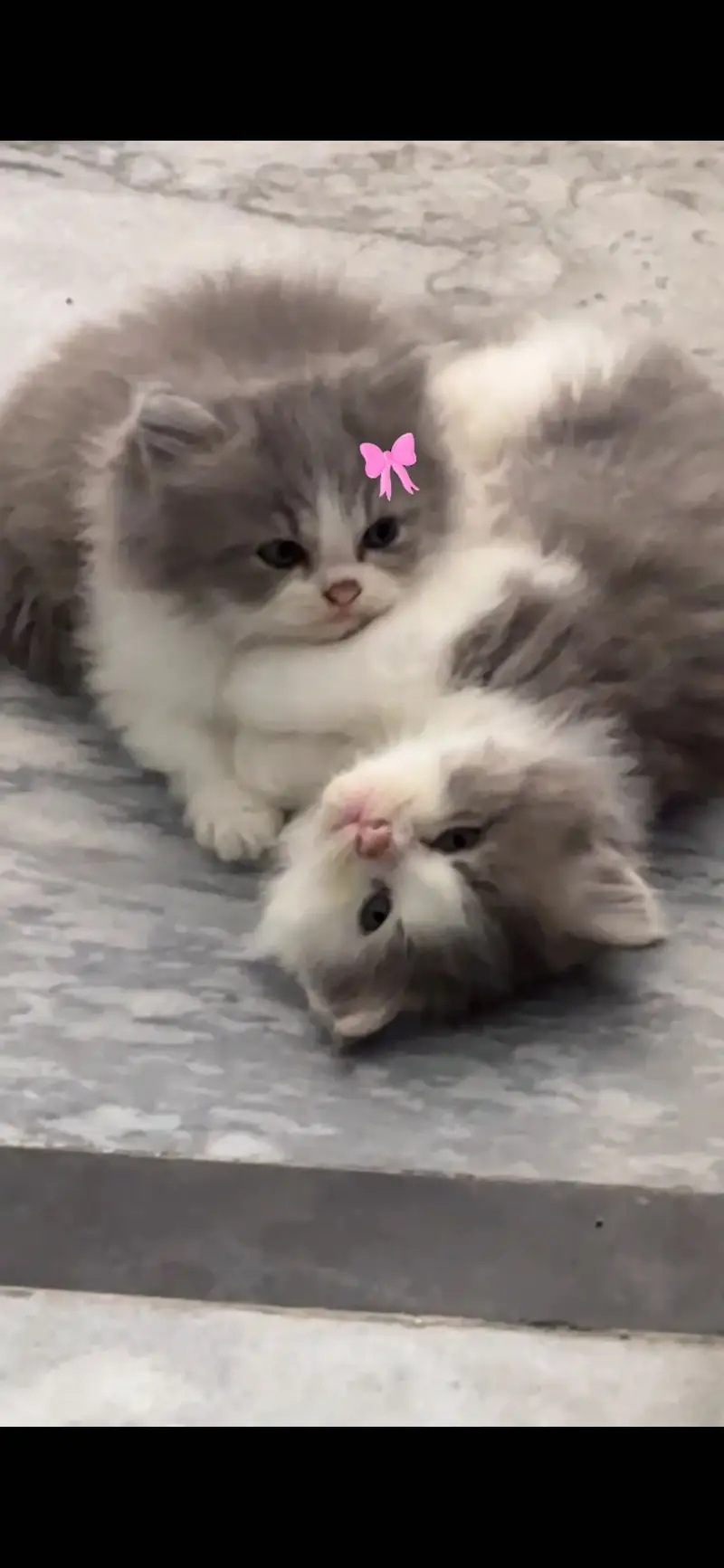 Two tone Persian kittens for sale