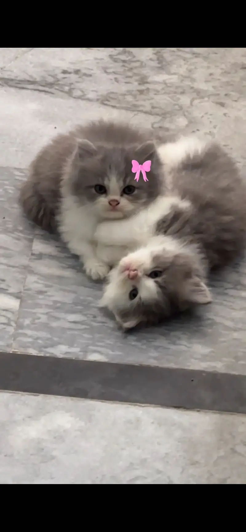 Two tone Persian kittens for sale — photo 2