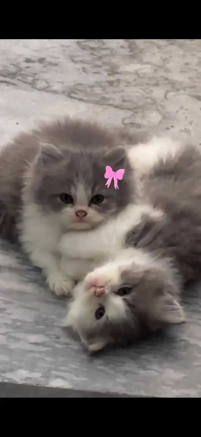 Two tone Persian kittens for sale — photo 3