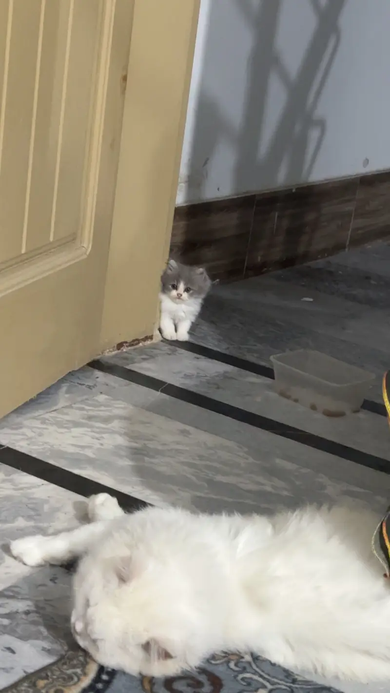 Two tone Persian kittens for sale — photo 4