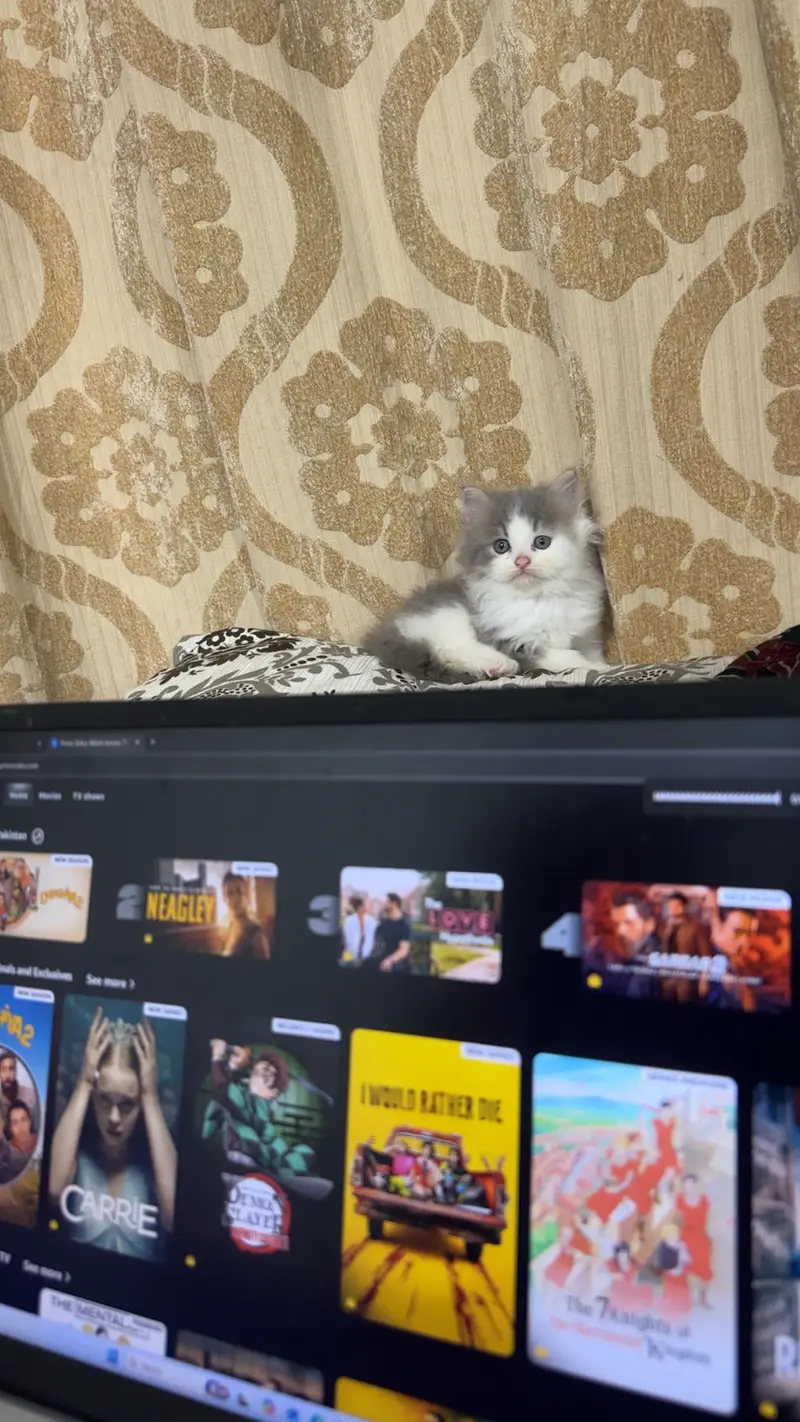 Two tone Persian kittens for sale — photo 5