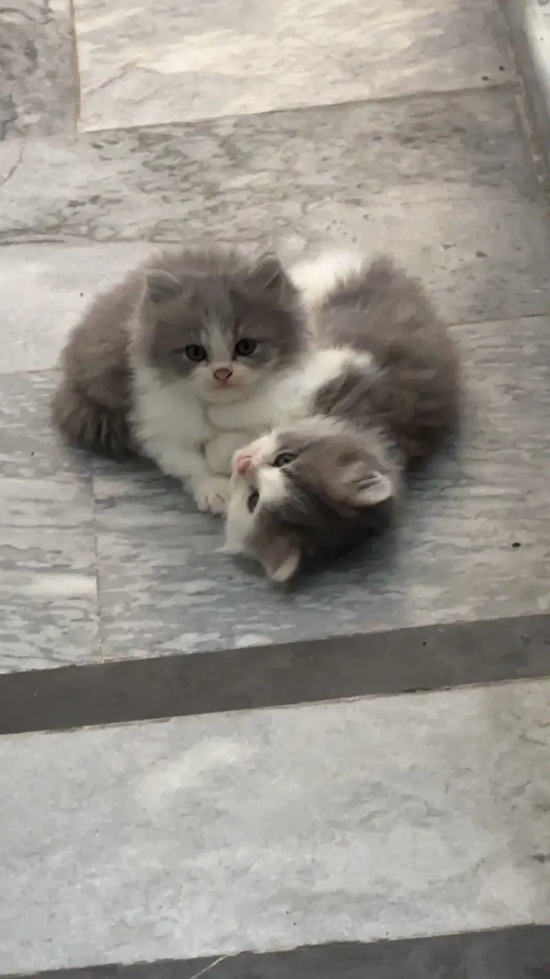 Two tone Persian kittens for sale — photo 6