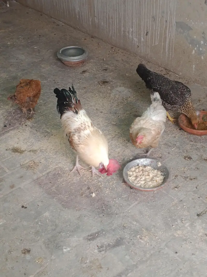Desi murghi ur murgha fr sale — photo 2