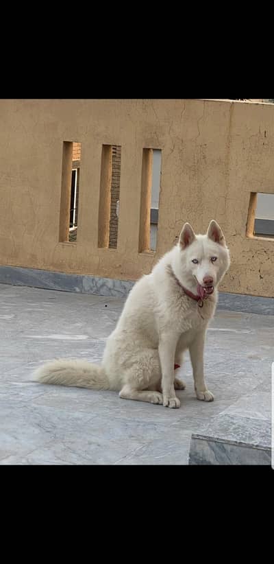 Siberian White K9 huskie double coat