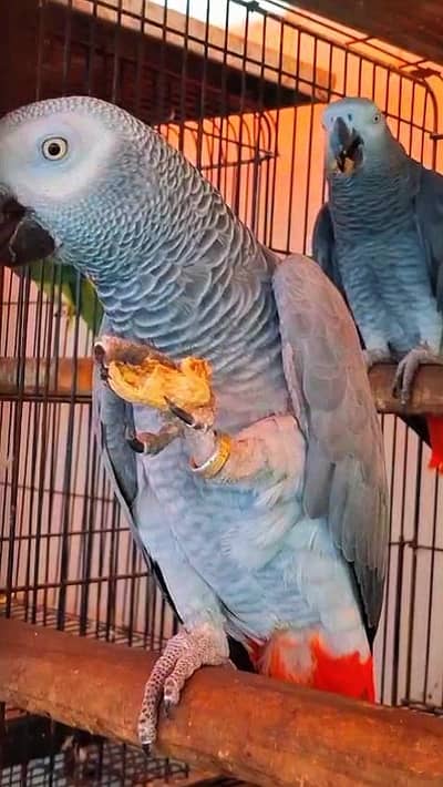 African Grey Parrot 0305-3755823