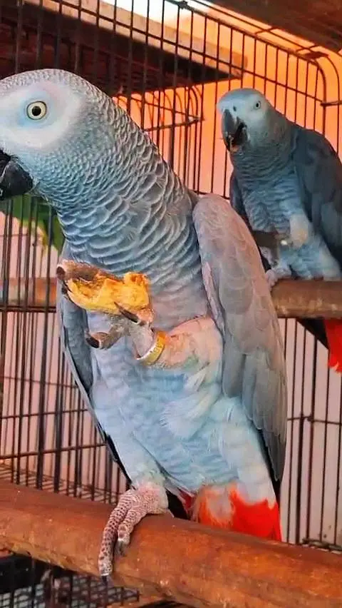 African Grey Parrot 0305-3755823 — photo 2