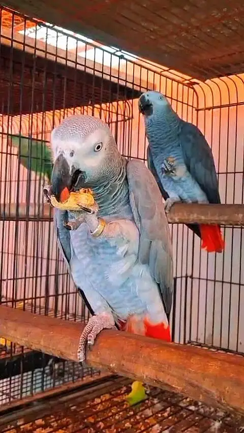 African Grey Parrot 0305-3755823 — photo 3