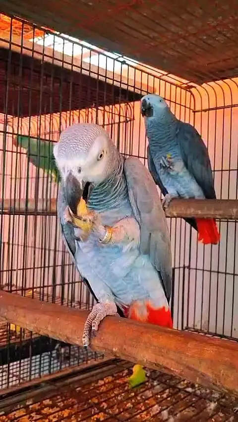 African Grey Parrot 0305-3755823 — photo 4