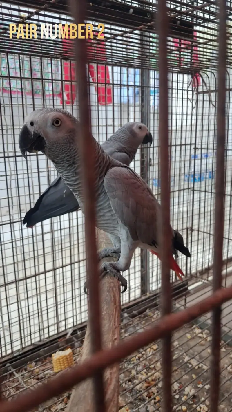 African Grey Parrot 0305-3755823 — photo 5
