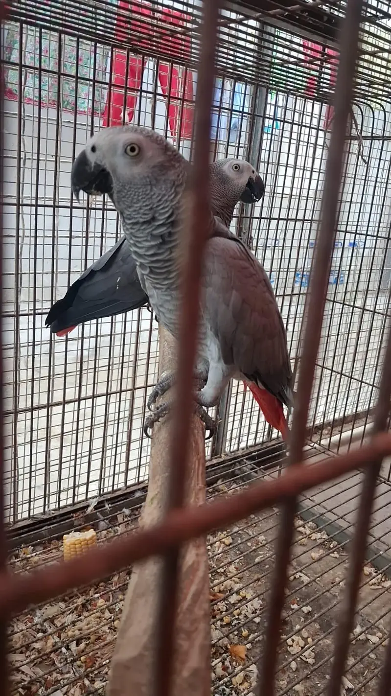 African Grey Parrot 0305-3755823 — photo 6