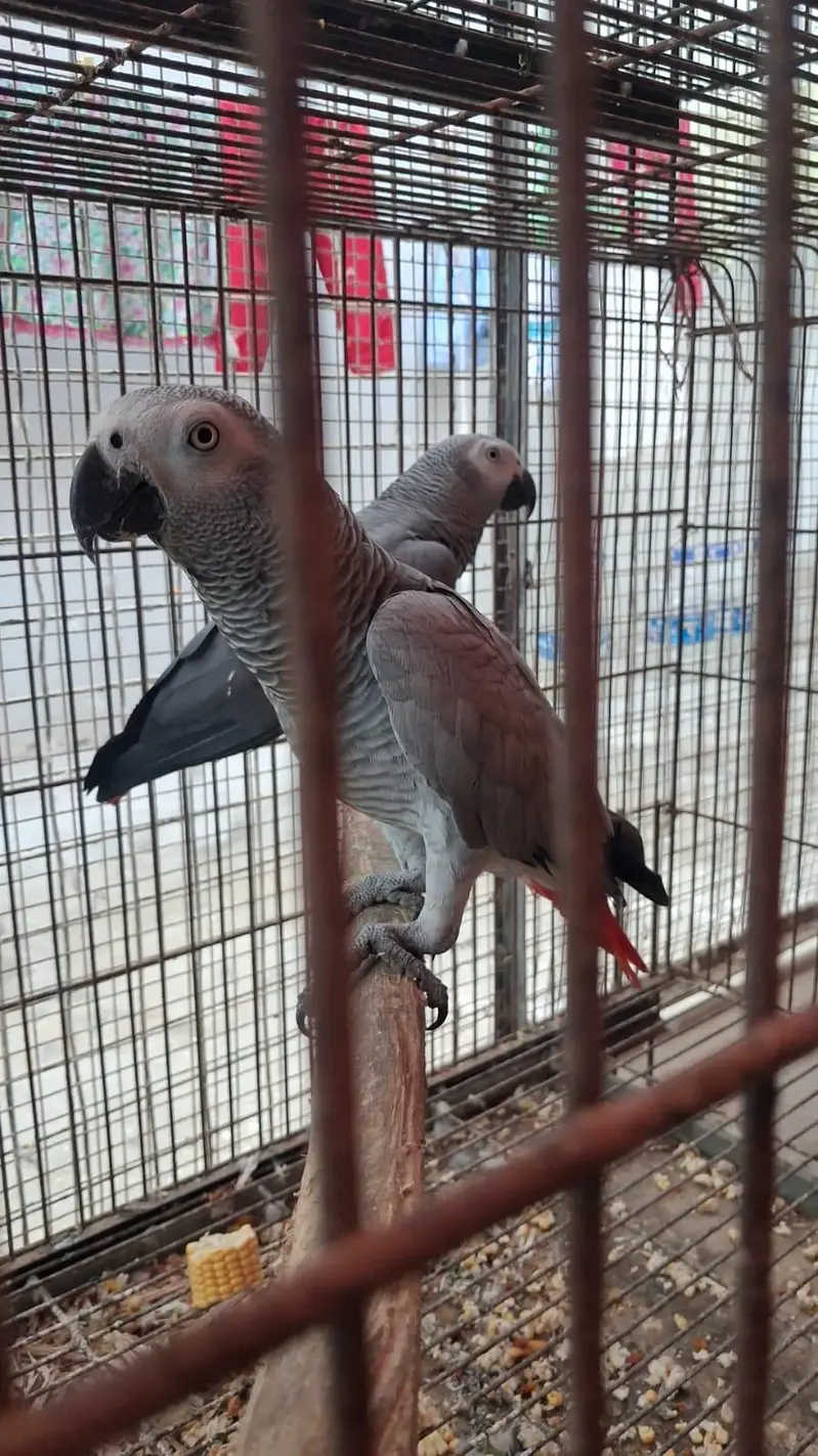 African Grey Parrot 0305-3755823 — photo 7