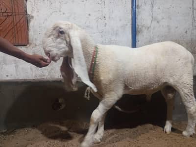 kajla dumba or bakra