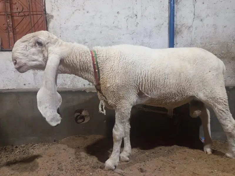kajla dumba or bakra — photo 2