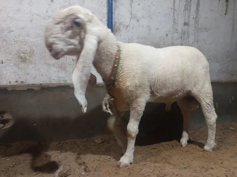 kajla dumba or bakra — photo 3