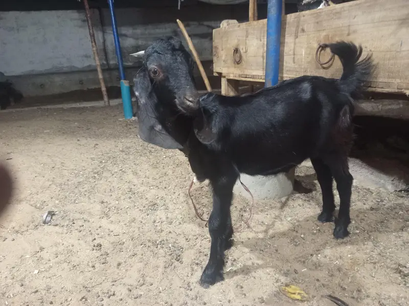 kajla dumba or bakra — photo 4