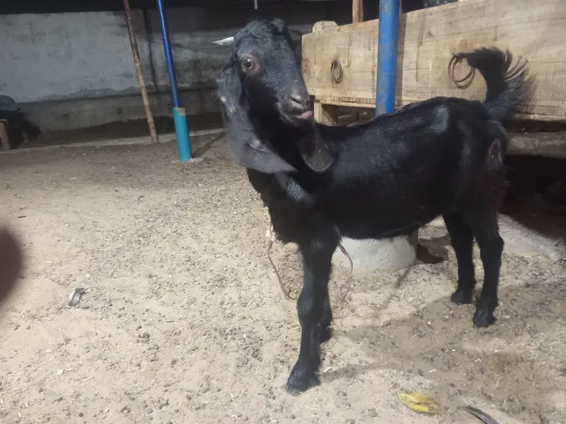 kajla dumba or bakra — photo 5