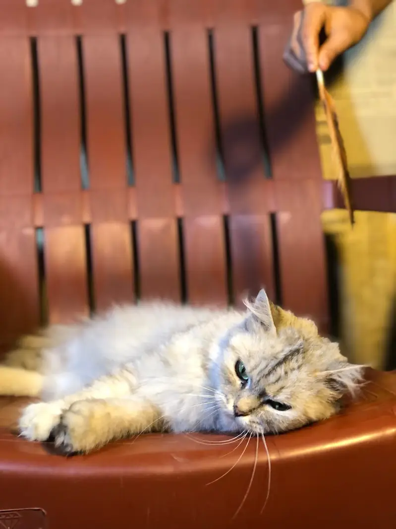 Cat Short Hair