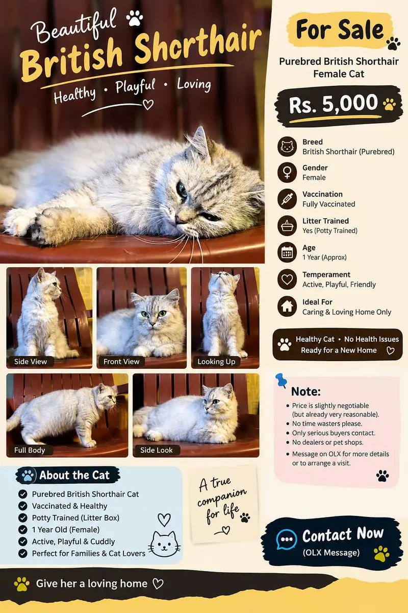 Cat Short Hair — photo 2