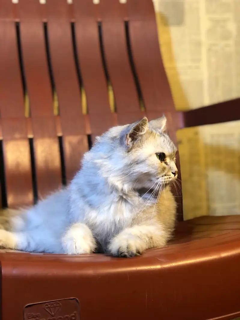 Cat Short Hair — photo 3