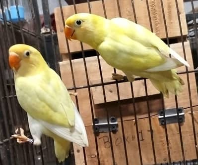 Decino love birds