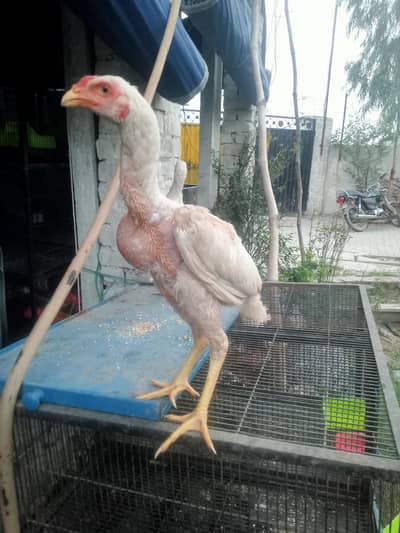 Heera & mianwal seel bird for sale