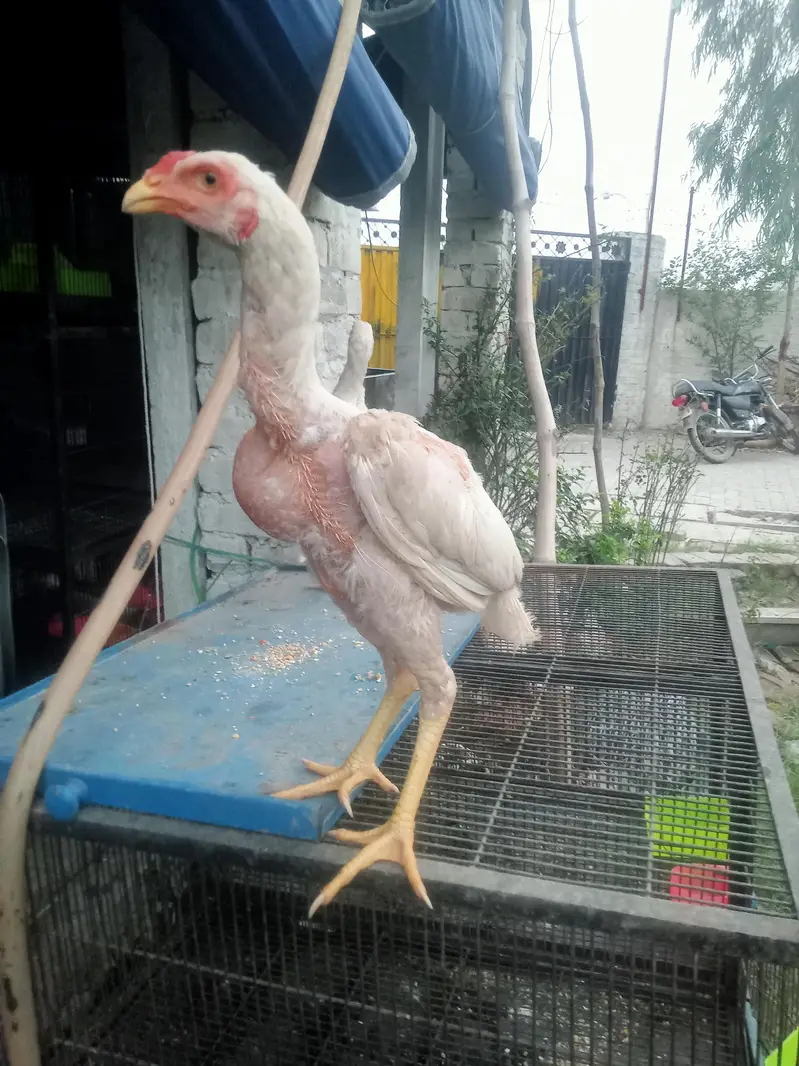 Heera & mianwal seel bird for sale