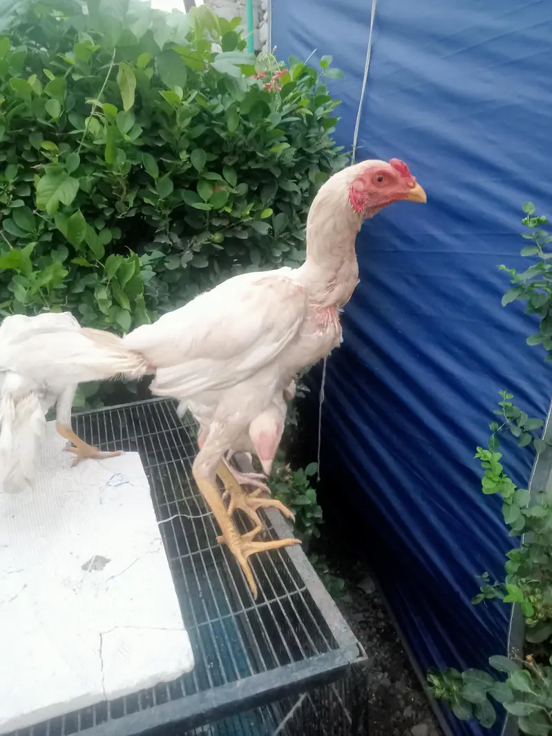 Heera & mianwal seel bird for sale — photo 2