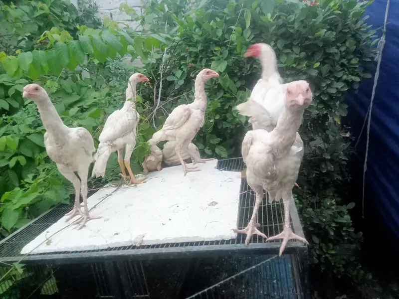 Heera & mianwal seel bird for sale — photo 3