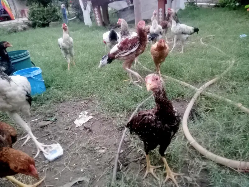 Heera & mianwal seel bird for sale — photo 4