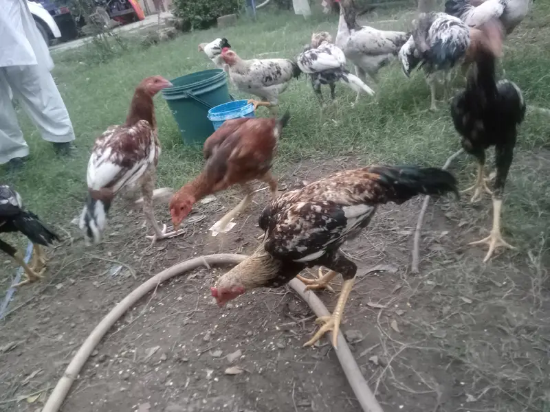 Heera & mianwal seel bird for sale — photo 5