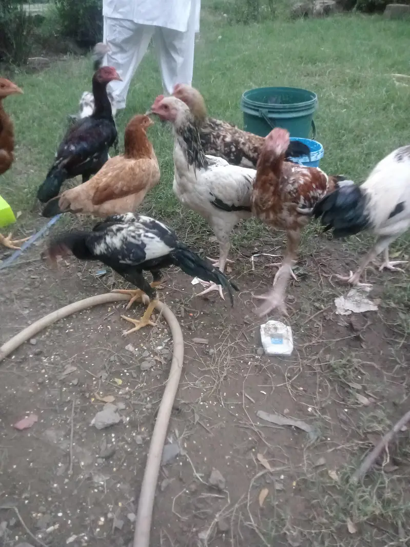 Heera & mianwal seel bird for sale — photo 6