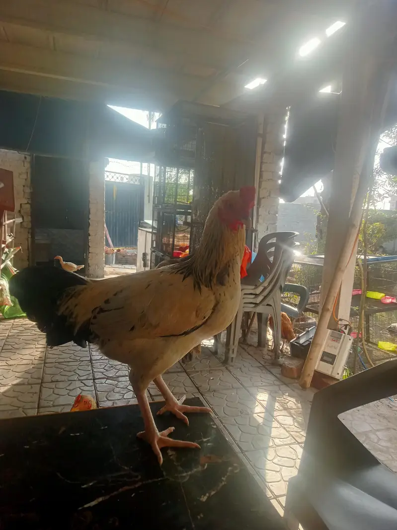 Heera & mianwal seel bird for sale — photo 9